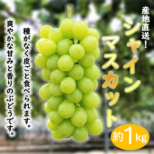 ぶどう シャインマスカット 約1kg 産地直送 ぶどう