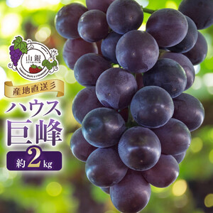 ぶどう 産地直送ハウス 巨峰 約2kg ぶどう