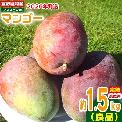 【2026年発送】家庭用　宜野座村産完熟マンゴー「マンゴーの丘」約1.5kg（良品） アーウィン 果物 甘い 夏 濃厚 ギフト Mango ランキング 完熟 お気に入り 収穫 人気 甘味 フルーツ 沖縄県 国産 食品 デザート 産地直送 送料無料