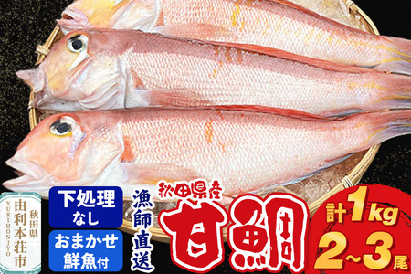 《予約受付》漁師直送 甘鯛（あまだい）1kg＋おまかせ鮮魚 秋田県産【下処理なし】