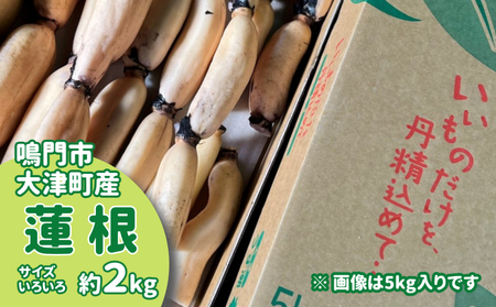 【訳あり】鳴門市大津町産 蓮根（不揃い） 2kg 【数量限定】 レンコン 訳あり 野菜 蓮根 シャキシャキ 天ぷら きんぴら 