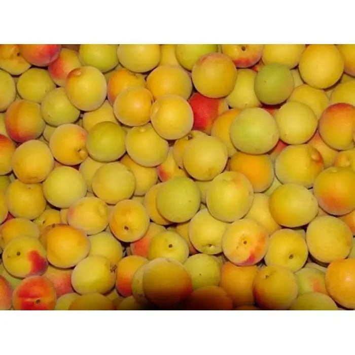 和歌山産 南高梅 完熟梅 秀品 5kg【ヤマタ大谷商店】