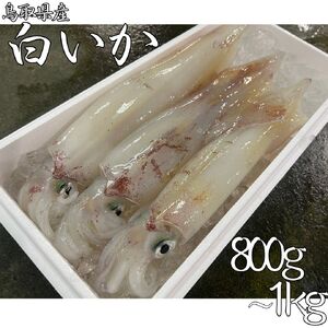 シロイカ 生 800g － 1kg 鳥取県産 白いか 剣先イカ いか | 62M