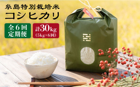 【 6回 定期便 】 とくべつ の中の とくべつ 糸島 特別栽培米 5kg （ コシヒカリ ）《 糸島 》【株式会社やました】 [ARJ006]