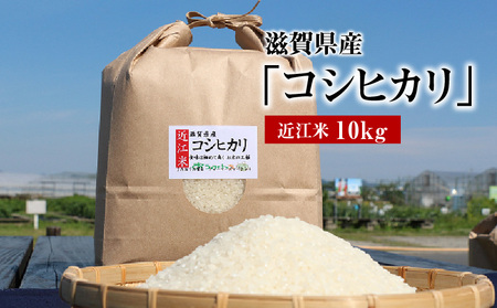 令和7年度産  近江米「コシヒカリ」 10kg  AD-0061