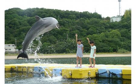 イルカのトレーナー体験 ペア 入場券付き【体験 イルカ ドルフィン 日本ドルフィンセンター 香川県 さぬき市】