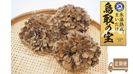 定期便 鳥取の宝 舞茸 3株 セット 大満足 氷温熟成 | 105M まいたけ きのこ キノコ 産地直送