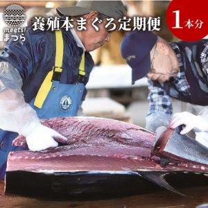 鷹島産本まぐろ定期便（1本分）( マグロ まぐろ 本マグロ 本まぐろ 鮪 赤身 中トロ 冷凍 刺身 刺し身 海鮮 海の幸 魚 魚介 九州 長崎 松浦市 )【T00-001】