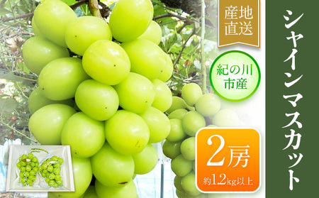 シャインマスカット 大粒約1.2kg(600g前後×2) 