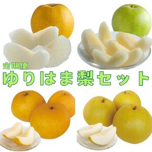 梨 定期便 ゆりはま セット 5kg 果物 フルーツ | 15M