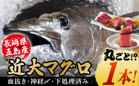 【海のダイヤ！近大マグロ そのまま1本お届け】長崎県 五島産 近大マグロ 丸ごと1本 40kg以上！ 鮮魚 赤身 大トロ 中トロ【ツナドリーム五島】 [PES001]