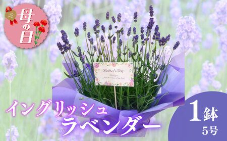 【母の日ギフト】 イングリッシュラベンダー5号 2026年5月から順次発送 母の日