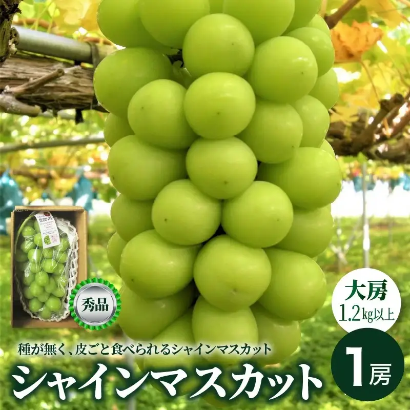 ぶどう（シャインマスカット）大房１房（１.２ｋｇ以上）　0025-2610