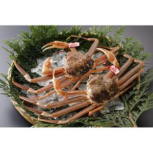 鳥取県産 活松葉がに 特大2枚(タグ付)【中村商店】