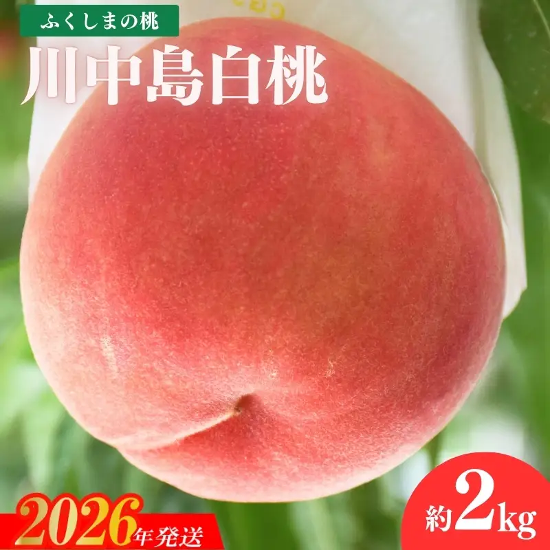 No.1978 もも「川中島白桃」約2kg【2026年発送】