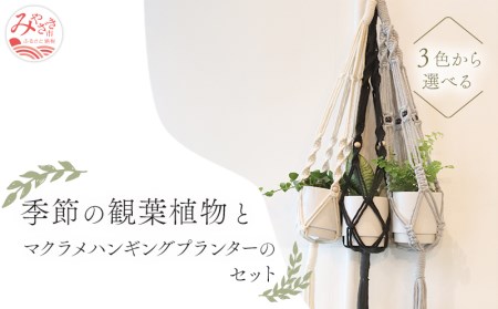 《グレー》季節の観葉植物と3色から選べるマクラメハンギングプランターのセット 観葉植物 飾り インテリア マクラメ編み マクラメ ハンギング プランター 鉢 グレー 手編み おしゃれ 植物 室内