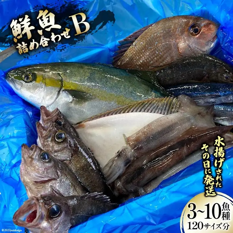 鮮魚 詰め合わせ B 3～10魚種 120サイズ分 [さんりくみらい 宮城県 気仙沼市 20563532]