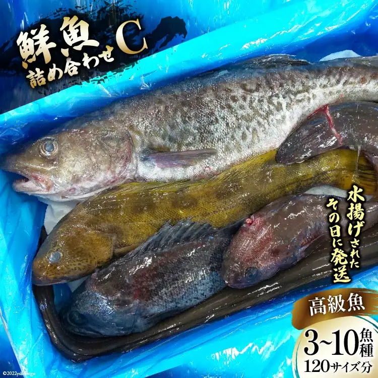 鮮魚 詰め合わせ C 3～10高級魚種 120サイズ分 [さんりくみらい 宮城県 気仙沼市 20563533]