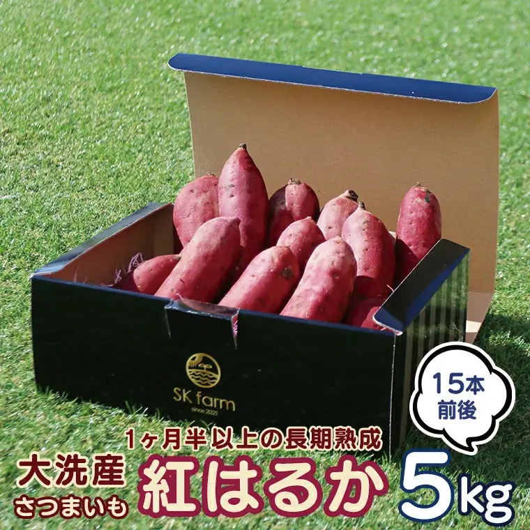 【先行予約】 大洗産 さつまいも 紅はるか 5kg （15本前後） Sea Sweet 長期熟成 茨城県産 サツマイモ 土付き 生芋 芋 さつま芋 薩摩芋 甘藷 べにはるか_CF001
