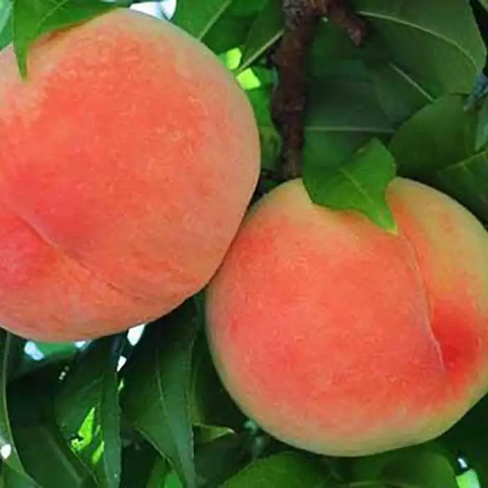 和歌山産 桃 秀品 サイズおまかせ 11玉～16玉 約4kg［ヤマタ大谷商店］