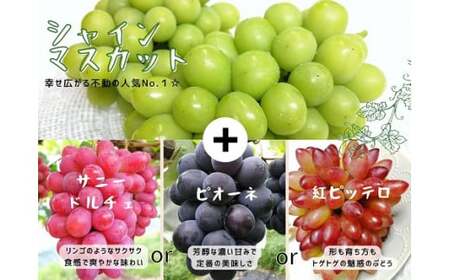 【産地直送】岡山県産ぶどう詰合せ１．２ｋｇ（シャインマスカット＋旬ぶどう） 【2026年先行予約】 / 岡山 真庭 シャインマスカット 食べ比べ 葡萄 ブドウ ぶどう 贈答 新鮮 果物 フルーツ 人気 数量限定 ピオーネ 紅ピッテロ サニードルチェ  ギフト ぶどう専門 林ファミリー 【hfbd001-01】