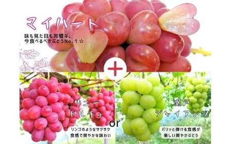 【2026年先行予約】【産地直送】フルーツ王国岡山 シャインマスカットの娘マイハート入り！ぶどう１.２kg詰め合わせ (2026年9月下旬～発送予定) 【hfbd003-01】