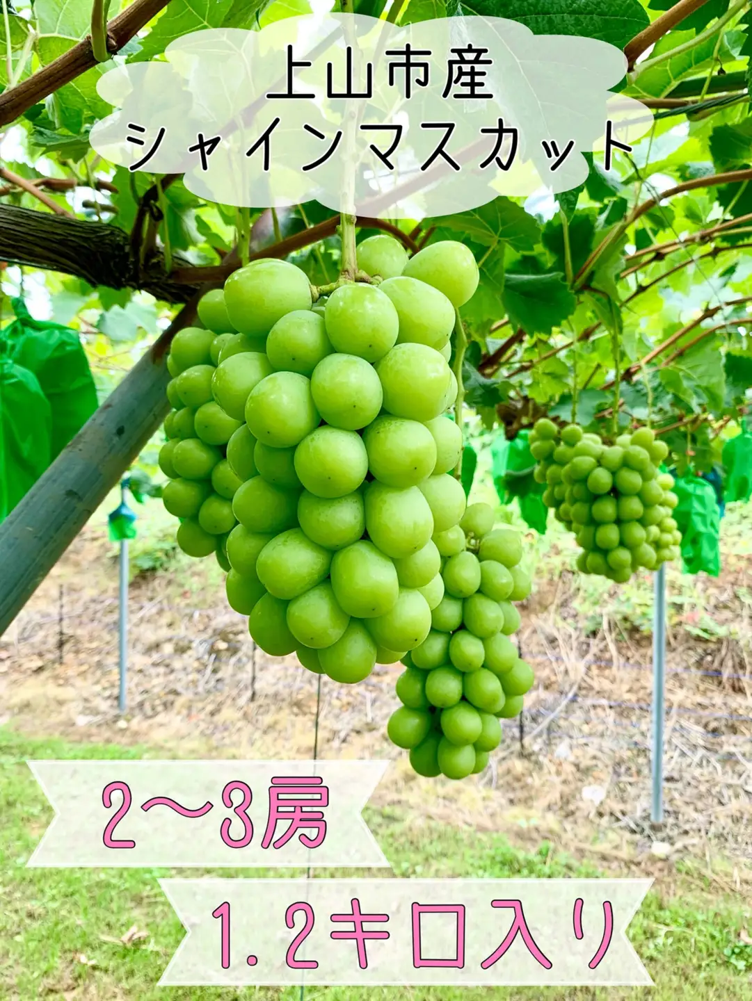 ぶどう（シャインマスカット）２～３房　合計１.２ｋｇ　0120-2602