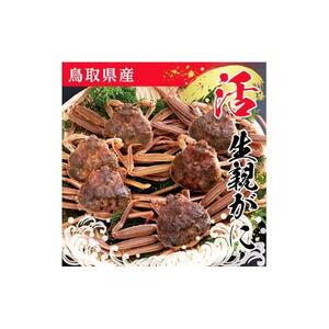 鳥取県産 活親がに 大(訳あり)【中村商店】
