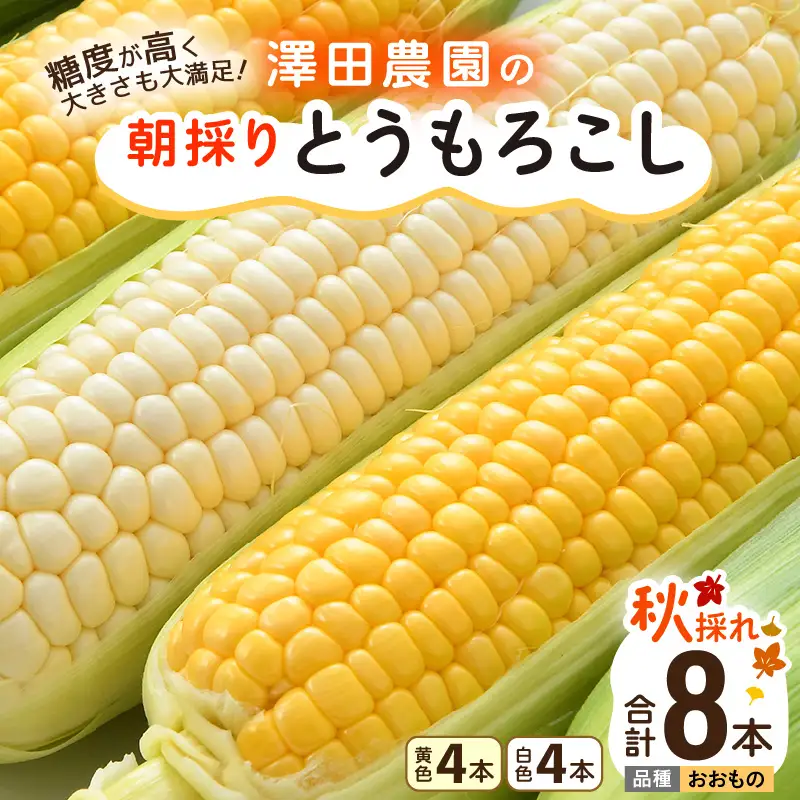 【先行予約】秋とうもろこし 黄色 白色 計8本 おおもの 朝採り ／ 期間限定 数量限定 ハウス栽培 産地直送 甘い ミックス スイートコーン 白い とうもろこし ホワイトコーン 野菜 あわら ※2026年10月10日より順次発送 [aw039-a012]