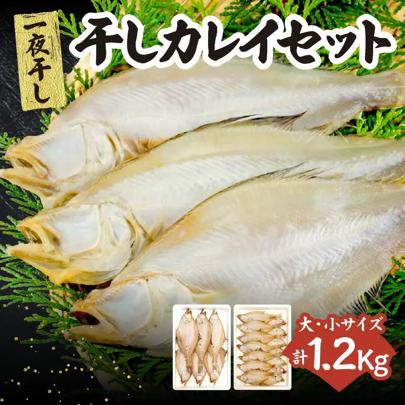 干物 干カレイセット 合計1.2kg以上（大5～8枚 約600g、小11～15枚 約600g）国産 冷凍 33-13