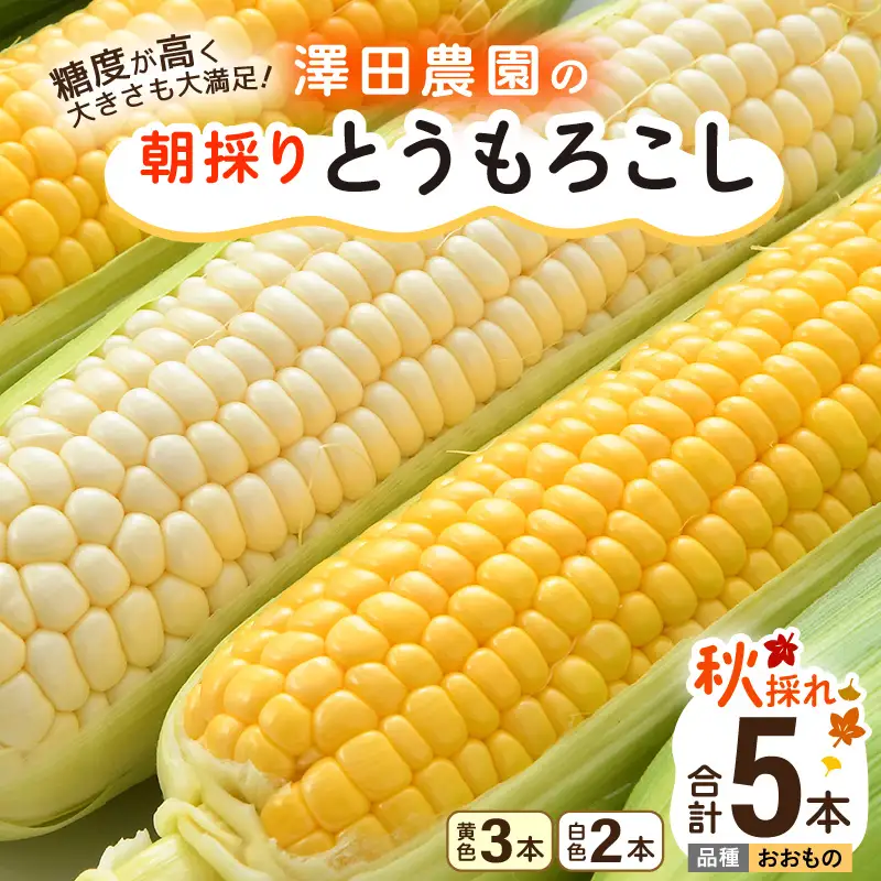 【先行予約】秋とうもろこし 黄色 白色 計5本 おおもの 朝採り ／ 期間限定 数量限定 ハウス栽培 産地直送 甘い ミックス スイートコーン 白い とうもろこし ホワイトコーン 野菜 あわら ※2026年10月10日より順次発送 [aw039-a014]