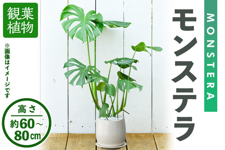 ＜観葉植物＞モンステラ(高さ約60～80cm・巾約40cm、陶器鉢・受け皿付)観葉植物 植物 大型 インテリア 開店祝い 移転祝い おしゃれ 室内 ギフト プレゼント オフィス モンステラ 陶器鉢 受け皿 個性【m24-04】【アイエヌエー】