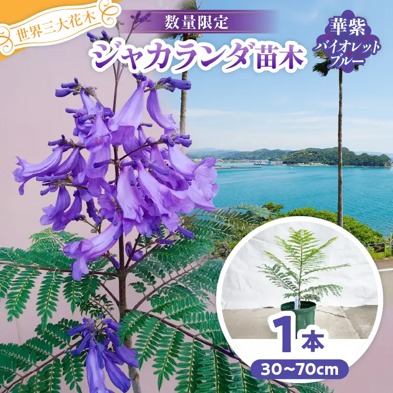 ≪世界三大花木≫ ジャカランダ 苗木 華紫バイオレットブルー 30cm～70cm_CA71-25