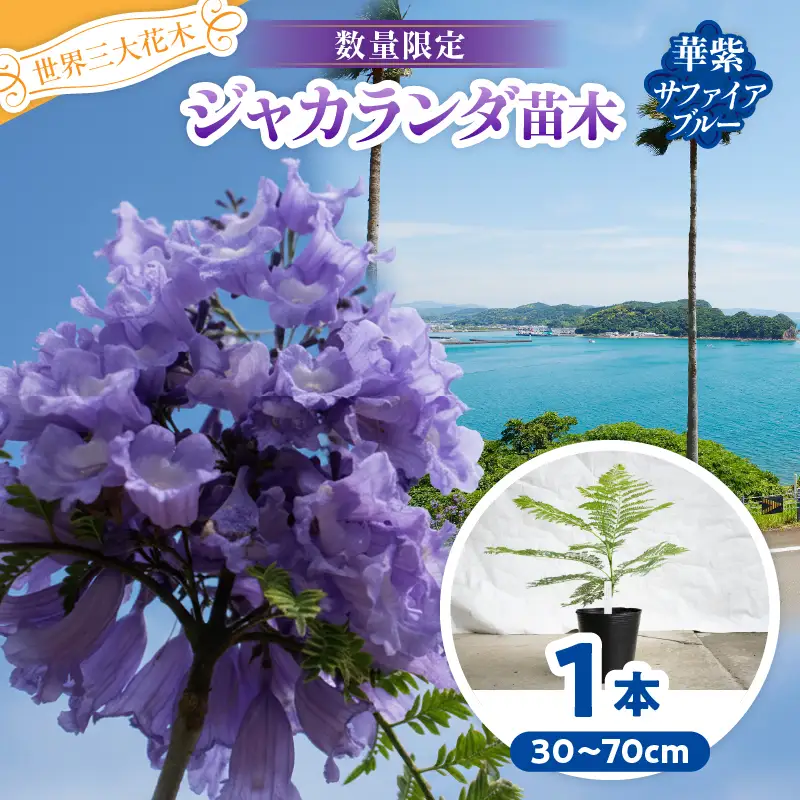 ≪世界三大花木≫ ジャカランダ 苗木 華紫サファイアブルー 30cm～70cm_CA72-25