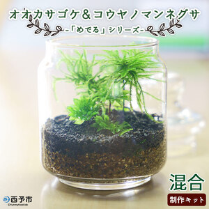 「めでる」シリーズ：苔テラリウム制作キット オオカサゴケ&コウヤノマンネングサ 混合パック NKK0009
