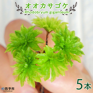 オオカサゴケ [Rhodobryum giganteum] 苔テラリウム用人工栽培品種 5本パック NKK0006