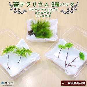 コウヤノマンネングサ・オオカサゴケ・ヒノキゴケの苔テラリウム用3種パック 人工栽培最高品質 NKK0007