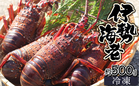 【数量限定】＜生冷凍＞宮崎県串間産 天然伊勢エビ(計約500g・1～3匹)_K027-012