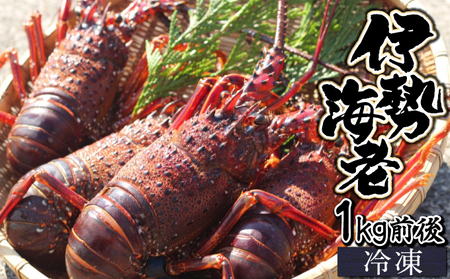 【数量限定】＜生冷凍＞宮崎県串間産 天然伊勢エビ(計約1kg前後・2～4匹)_K027-013