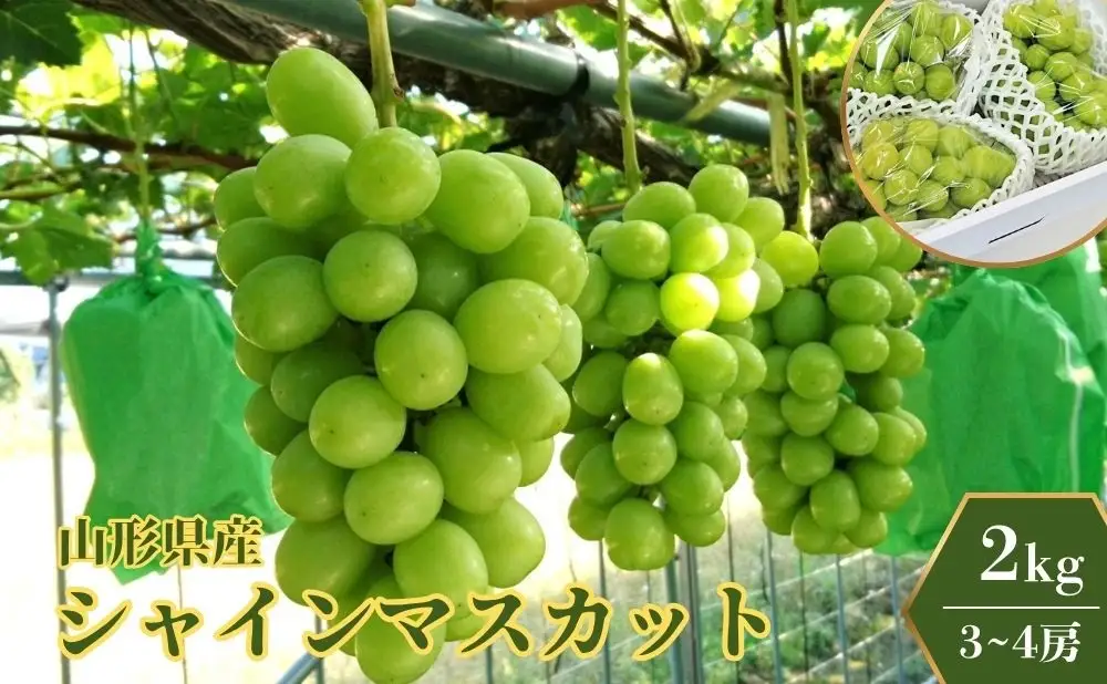 ぶどう（シャインマスカット）２ｋｇ　0009-2609