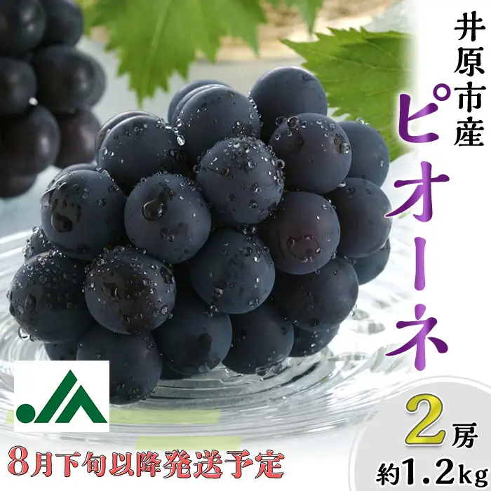 岡山県産 種無し ピオーネ2房（約1.2kg）【2026年8月下旬～9月中旬発送予定】（いばら愛菜館）