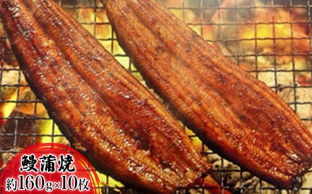 【2025年8月15日頃～順次発送予定】浜名湖産鰻　蒲焼 約160g×10本 セット 土用の丑の日 丑の日 うなぎ 静岡県産 浜松 