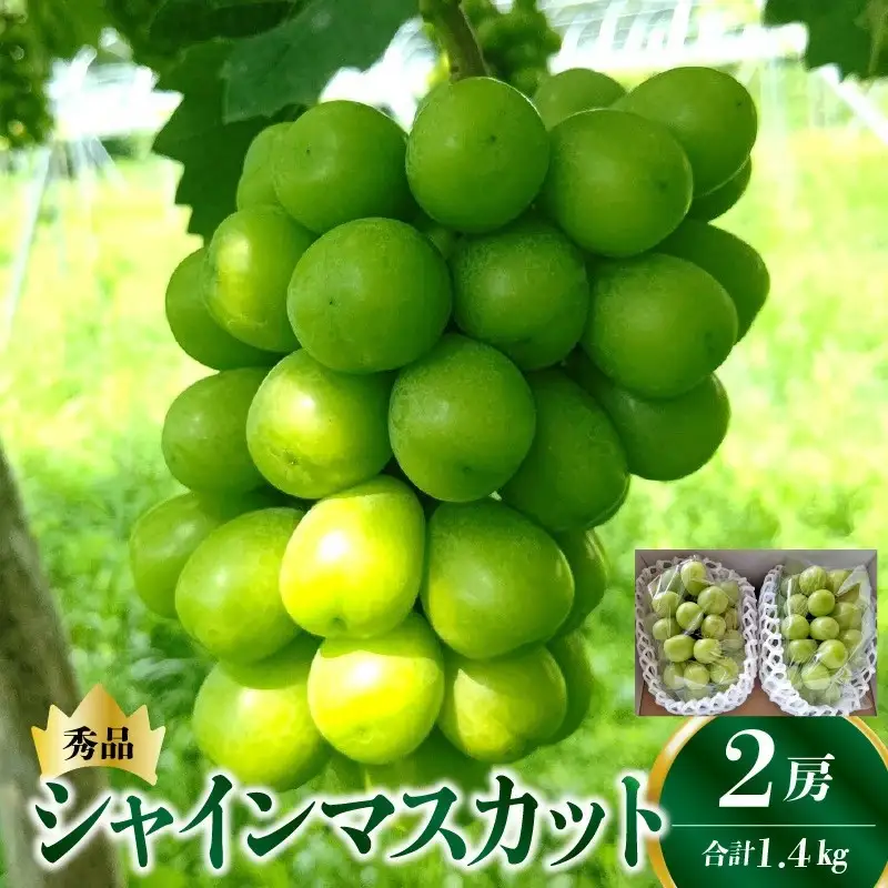 シャインマスカット　２房　合計１.４ｋｇ　0015-2604