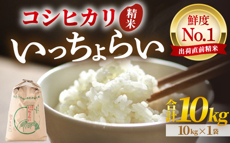 【先行予約】【令和8年産・新米】【一等米】いっちょらい 精米 10kg×1袋 ／ 福井県産 ブランド米 コシヒカリ ご飯 白米 お米 コメ 新鮮 大賞 受賞 新米 福井県あわら産 ※2026年9月下旬以降順次発送予定 [aw012-b023]