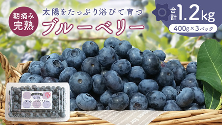ブルーベリー1.2kg ( 400g × 3パック ) 【2026年6月から発送開始】[AK002sa]
