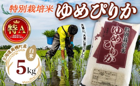 北海道産 特別栽培米 ゆめぴりか 白米 5kg 令和7年産 今摺り米  道産米 農家直送 NP1-242