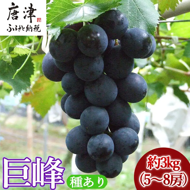 『先行予約』【令和8年7月下旬発送】唐津市産種あり大粒「巨峰」約3kg(5～8房) ぶどう ブドウ 果物 フルーツ ギフト