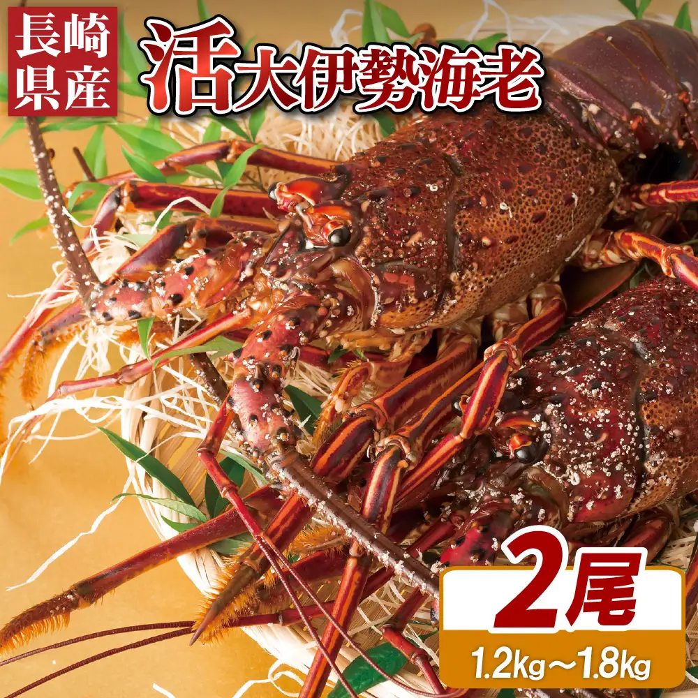 【伊勢海老】活き 伊勢海老 2尾 ( 600g ～ 900g × 2 ) エビ A108