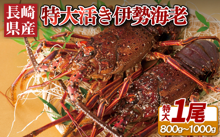 【特大】活き 伊勢海老 1尾 ( 800g ～ 1kg ) 伊勢海老 エビA106