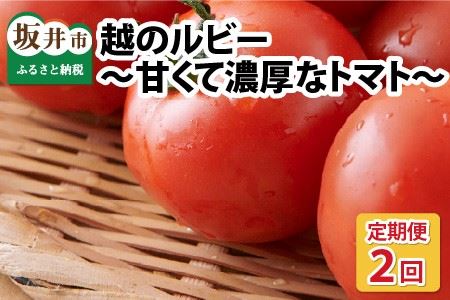 定期便 年2回お届け「越のルビー」 1.8kg (計3.6kg)　～甘くて濃厚なトマトをお届けします～ 【1回目：2026年6月上旬〜6月下旬 / 2回目：2026年9月上旬〜9月下旬】 [B-1101]